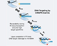 Cas12a (Cpf1)